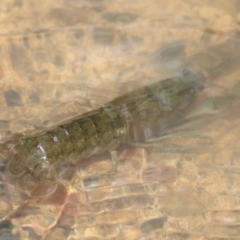 Unidentified Freshwater Crayfish (TBC) at Quipolly, NSW - 12 Nov 2021 by Sarah2019
