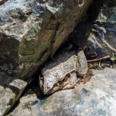 Litoria latopalmata (Broad-palmed Tree-frog) at Burrinjuck Nature Reserve - 8 Nov 2021 by Philip