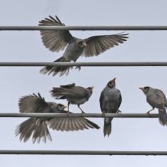 Manorina melanocephala (Noisy Miner) at Macarthur, ACT - 12 Nov 2021 by RodDeb