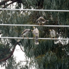 Manorina melanocephala at Macarthur, ACT - 12 Nov 2021