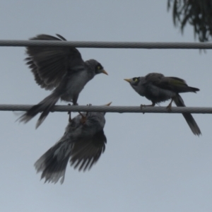 Manorina melanocephala at Macarthur, ACT - 12 Nov 2021