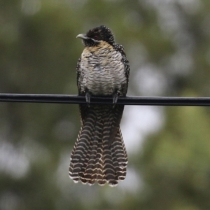 Eudynamys orientalis at Macarthur, ACT - 12 Nov 2021 12:09 PM