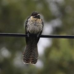 Eudynamys orientalis at Macarthur, ACT - 12 Nov 2021 12:09 PM