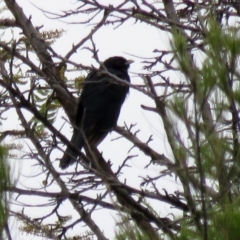 Eudynamys orientalis at Macarthur, ACT - 12 Nov 2021