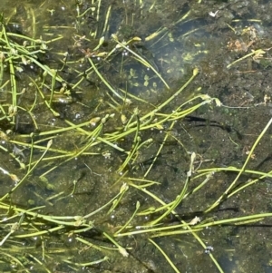 Isolepis crassiuscula at Tharwa, ACT - 8 Nov 2021