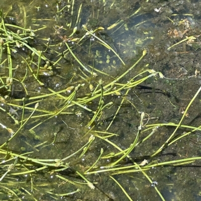 Isolepis crassiuscula (Alpine Club-rush) at Gibraltar Pines - 8 Nov 2021 by JaneR