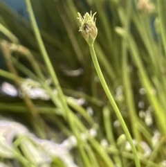 Isolepis crassiuscula at Tharwa, ACT - 8 Nov 2021