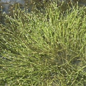 Isolepis crassiuscula at Tharwa, ACT - suppressed