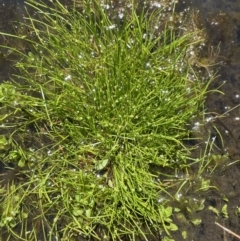 Isolepis gaudichaudiana at Paddys River, ACT - 8 Nov 2021 12:09 PM