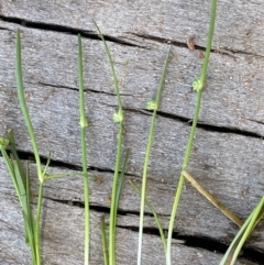 Isolepis gaudichaudiana at Paddys River, ACT - 8 Nov 2021 12:09 PM