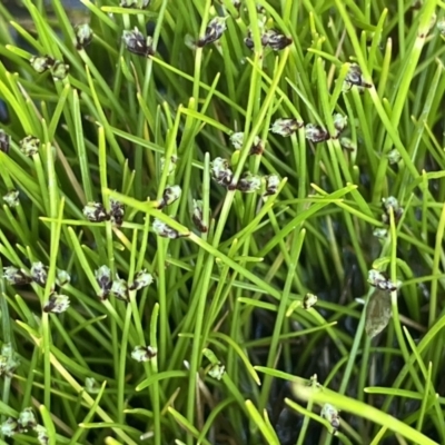 Isolepis subtilissima (Dwarf Clubsedge) at Paddys River, ACT - 8 Nov 2021 by JaneR