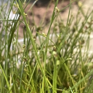 Isolepis subtilissima at Paddys River, ACT - 8 Nov 2021