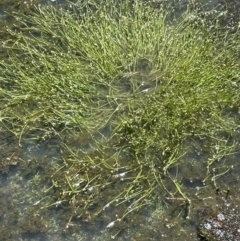 Isolepis subtilissima at Paddys River, ACT - 8 Nov 2021