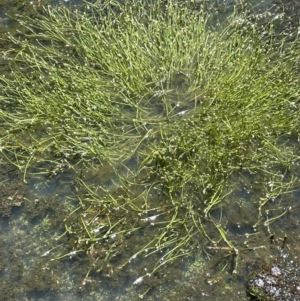 Isolepis subtilissima at Paddys River, ACT - 8 Nov 2021