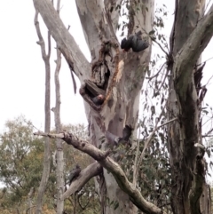 Callocephalon fimbriatum at Cook, ACT - suppressed