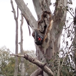 Callocephalon fimbriatum at Cook, ACT - 11 Nov 2021