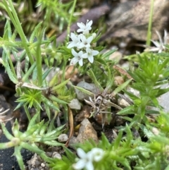 Asperula scoparia (Prickly Woodruff) at Gibraltar Pines - 8 Nov 2021 by JaneR