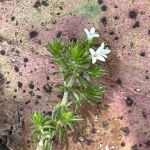 Asperula scoparia at Paddys River, ACT - 8 Nov 2021 11:53 AM