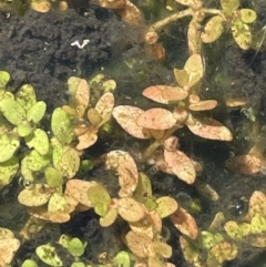Elatine gratioloides (Waterwort) at Paddys River, ACT - 8 Nov 2021 by JaneR
