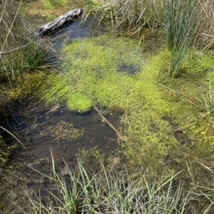 Elatine gratioloides at Paddys River, ACT - 8 Nov 2021 12:50 PM