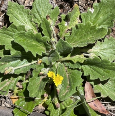 Cymbonotus sp. (preissianus or lawsonianus) (Bears Ears) at Paddys River, ACT - 8 Nov 2021 by JaneR