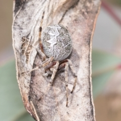 Salsa fuliginata (Sooty Orb-weaver) at Bruce, ACT - 10 Nov 2021 by AlisonMilton