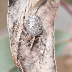 Cyclosa fuliginata (species-group) (An orb weaving spider) at Bruce, ACT - 10 Nov 2021 by AlisonMilton