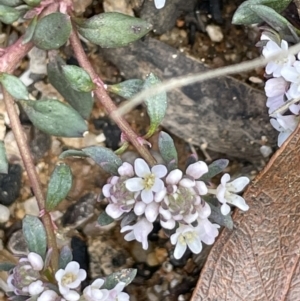 Poranthera microphylla at Paddys River, ACT - 8 Nov 2021