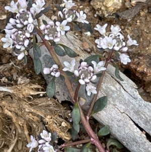 Poranthera microphylla at Paddys River, ACT - 8 Nov 2021