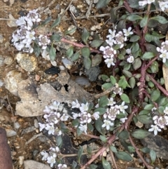 Poranthera microphylla at Paddys River, ACT - 8 Nov 2021 02:29 PM