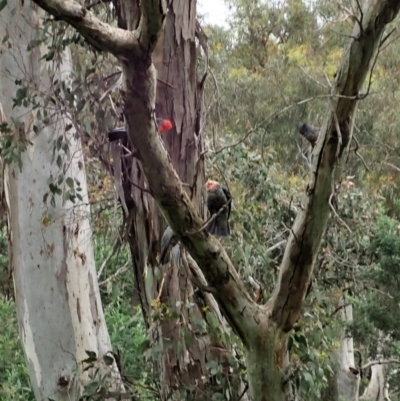 Callocephalon fimbriatum (Gang-gang Cockatoo) at Cook, ACT - 11 Nov 2021 by CathB