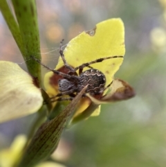 Salsa fuliginata (Sooty Orb-weaver) at Jerrabomberra, NSW - 6 Nov 2021 by SteveBorkowskis