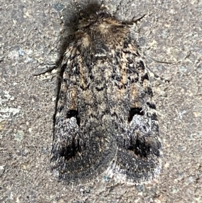 Thoracolopha verecunda (A Noctuid moth (Acronictinae)) at Weston, ACT - 12 Nov 2021 by SteveBorkowskis