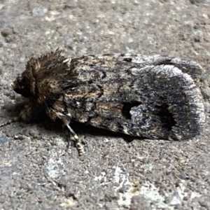 Thoracolopha verecunda at Weston, ACT - 12 Nov 2021 10:29 AM