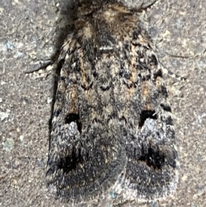 Thoracolopha verecunda at Weston, ACT - 12 Nov 2021 10:29 AM