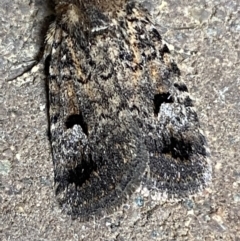 Thoracolopha verecunda at Weston, ACT - 12 Nov 2021 10:29 AM