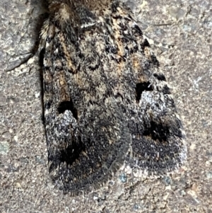 Thoracolopha verecunda at Weston, ACT - 12 Nov 2021 10:29 AM