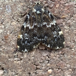 Halone coryphoea at Weston, ACT - 12 Nov 2021 10:31 AM