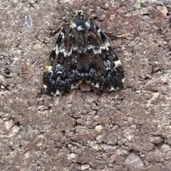 Halone coryphoea at Weston, ACT - 12 Nov 2021 10:31 AM