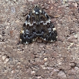 Halone coryphoea at Weston, ACT - 12 Nov 2021 10:31 AM