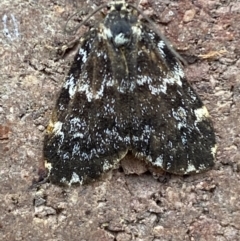 Halone coryphoea at Weston, ACT - 12 Nov 2021