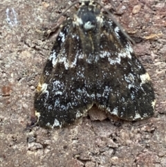 Halone coryphoea at Weston, ACT - 12 Nov 2021 10:31 AM