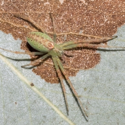 Araneus talipedatus (Slender green orb-weaver) at Higgins, ACT - 11 Nov 2021 by AlisonMilton