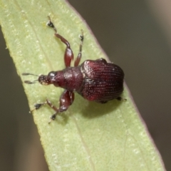 Euops sp. (genus) (A leaf-rolling weevil) at Bruce Ridge - 11 Nov 2021 by AlisonMilton