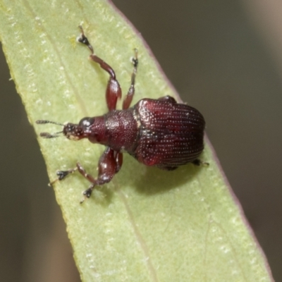 Euops sp. (genus) (A leaf-rolling weevil) at Bruce Ridge - 10 Nov 2021 by AlisonMilton