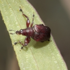 Euops sp. (genus) (A leaf-rolling weevil) at Bruce, ACT - 10 Nov 2021 by AlisonMilton