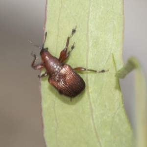 Euops sp. (genus) at Bruce, ACT - 11 Nov 2021