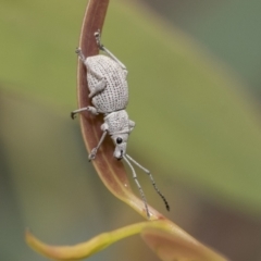 Merimnetes oblongus (Radiata pine shoot weevil) at Bruce, ACT - 11 Nov 2021 by AlisonMilton