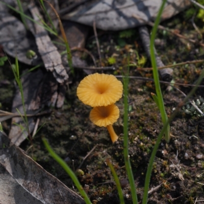 Lichenomphalia chromacea (Yellow Navel) at Kambah, ACT - 6 Oct 2021 by BarrieR