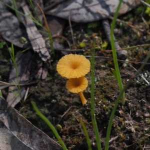 Lichenomphalia chromacea at Kambah, ACT - 6 Oct 2021